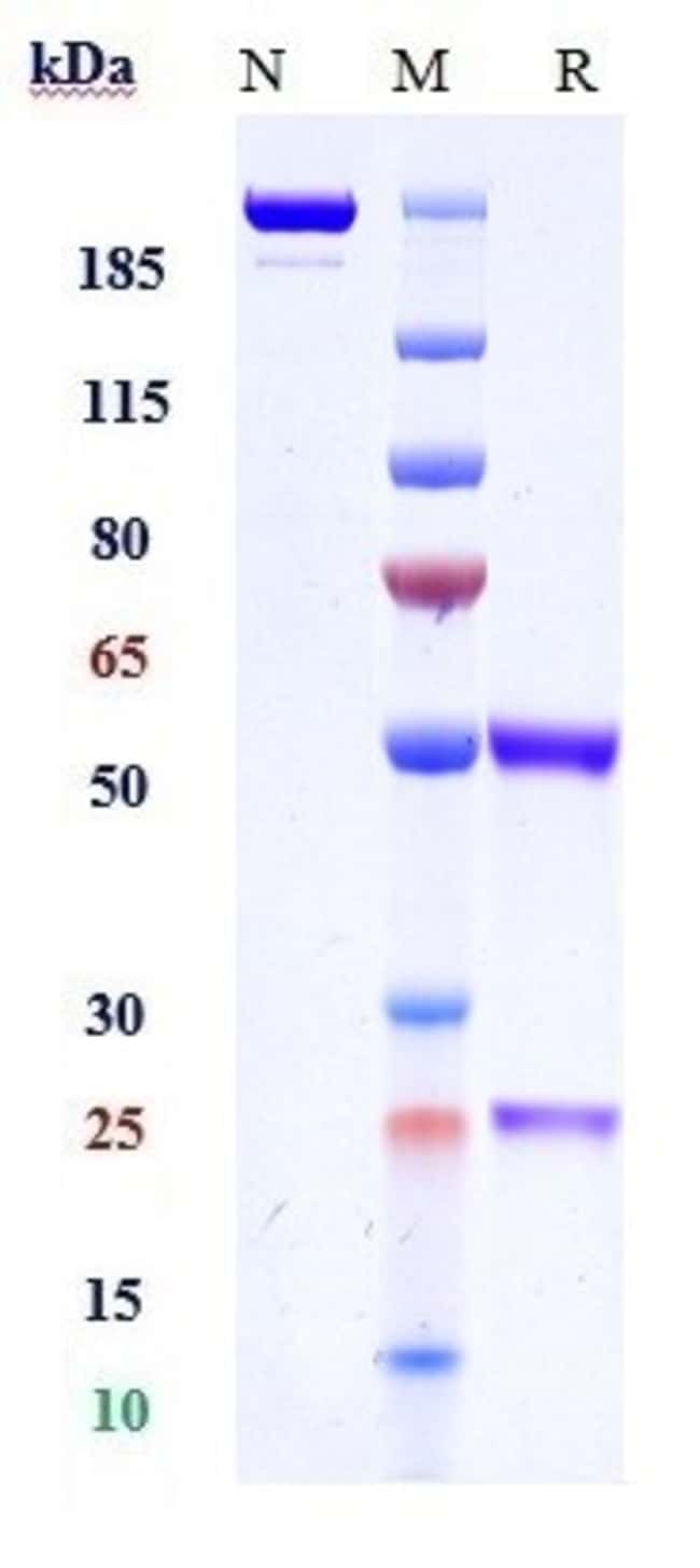 HISTONE H2B BIOSIMILAR RMAB 1 MG