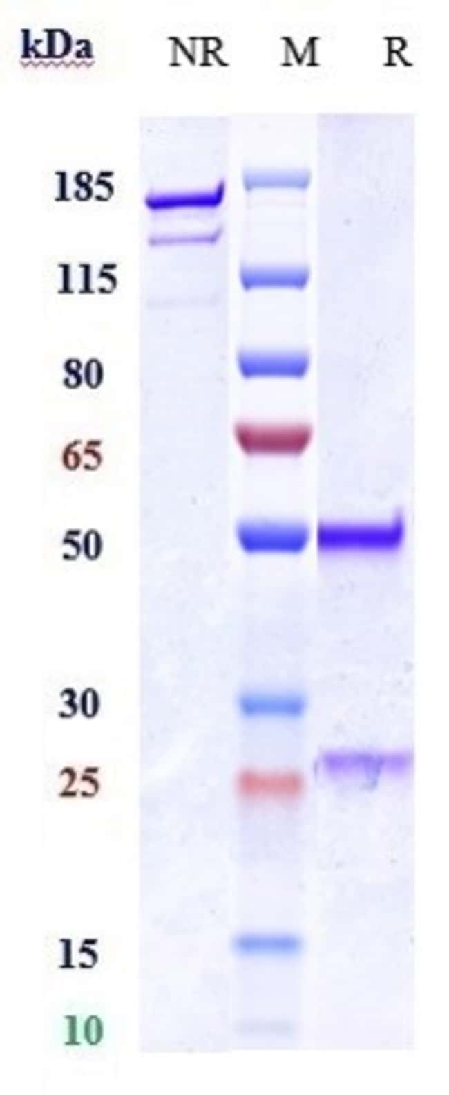 HISTONE H4 BIOSIMILAR RMAB 1 MG