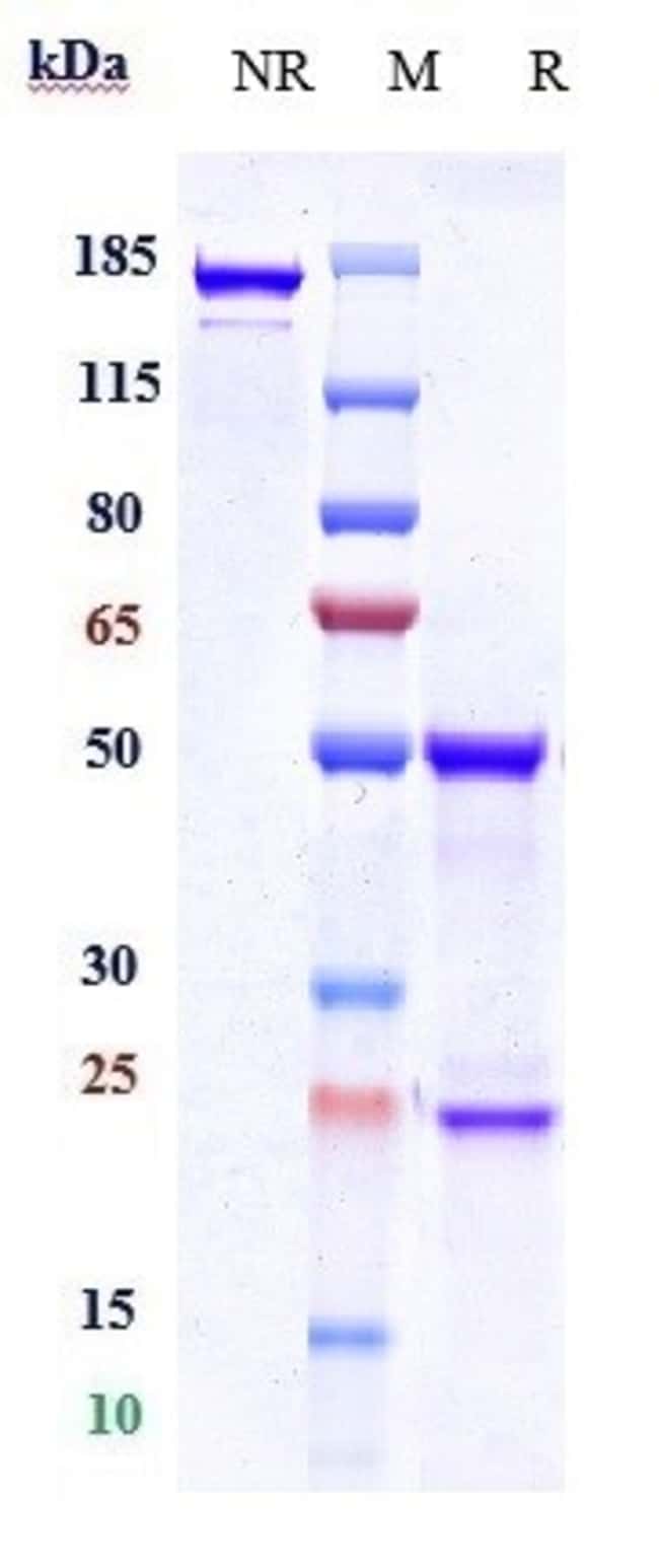 GALEGENIMAB RMAB 1 MG