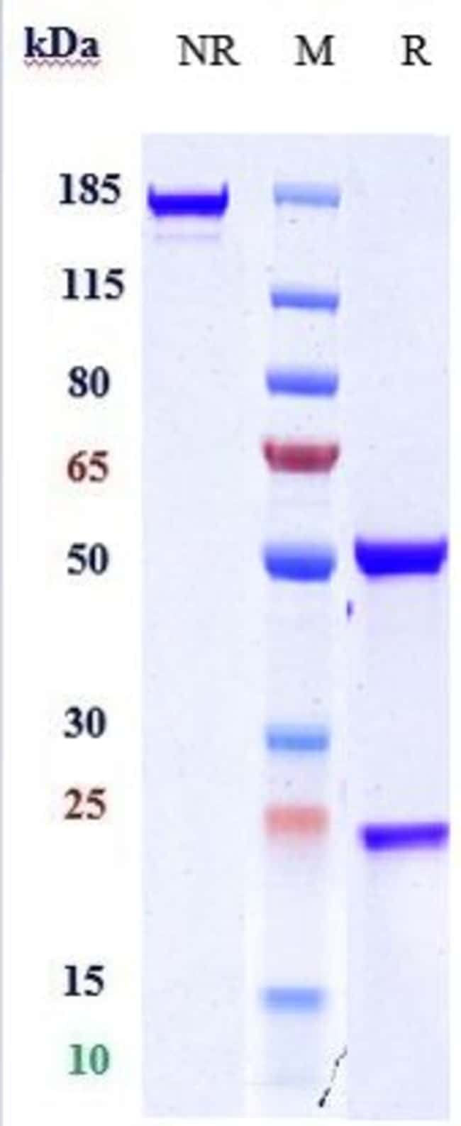 CD163 BIOSIMILAR RMAB 1 MG
