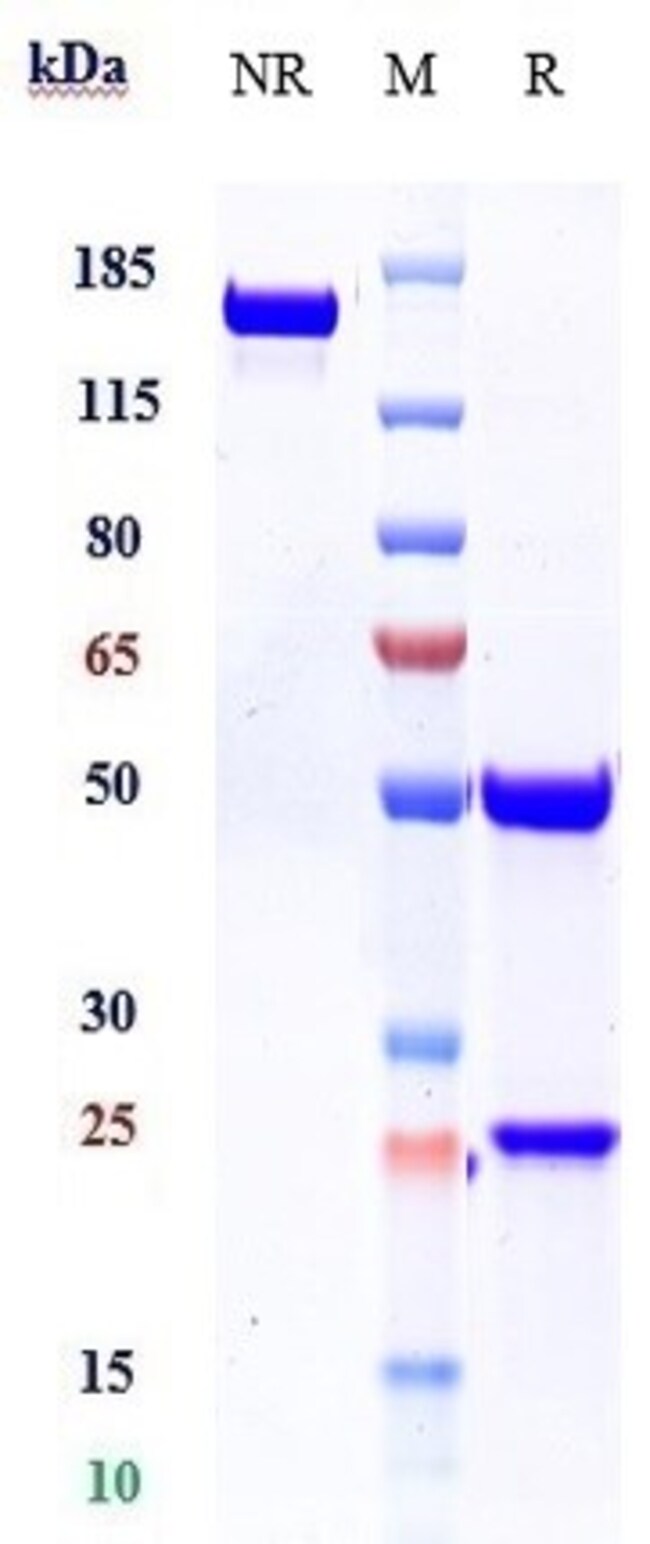 CANAKINUMAB RMAB 1 MG