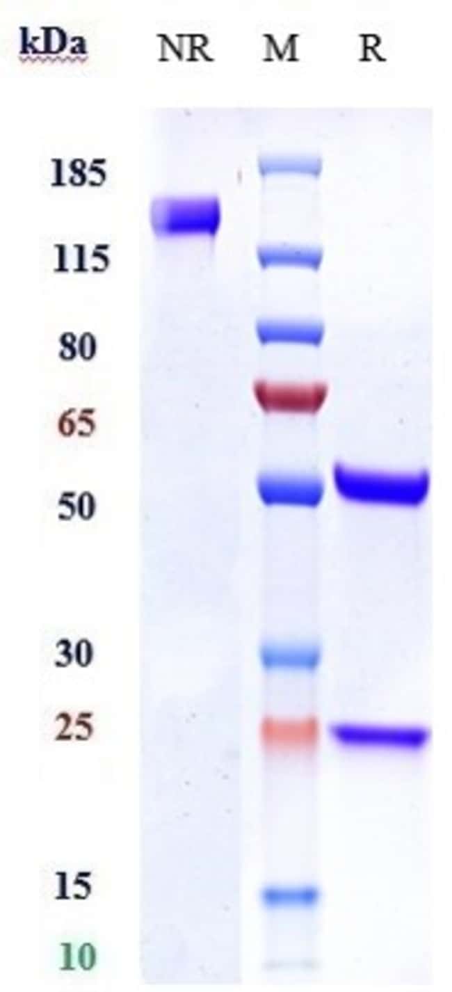 LY-6E BIOSIMILAR RMAB 1 MG