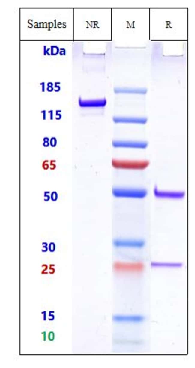 158P1D7 BIOSIMILAR RMAB 1 MG