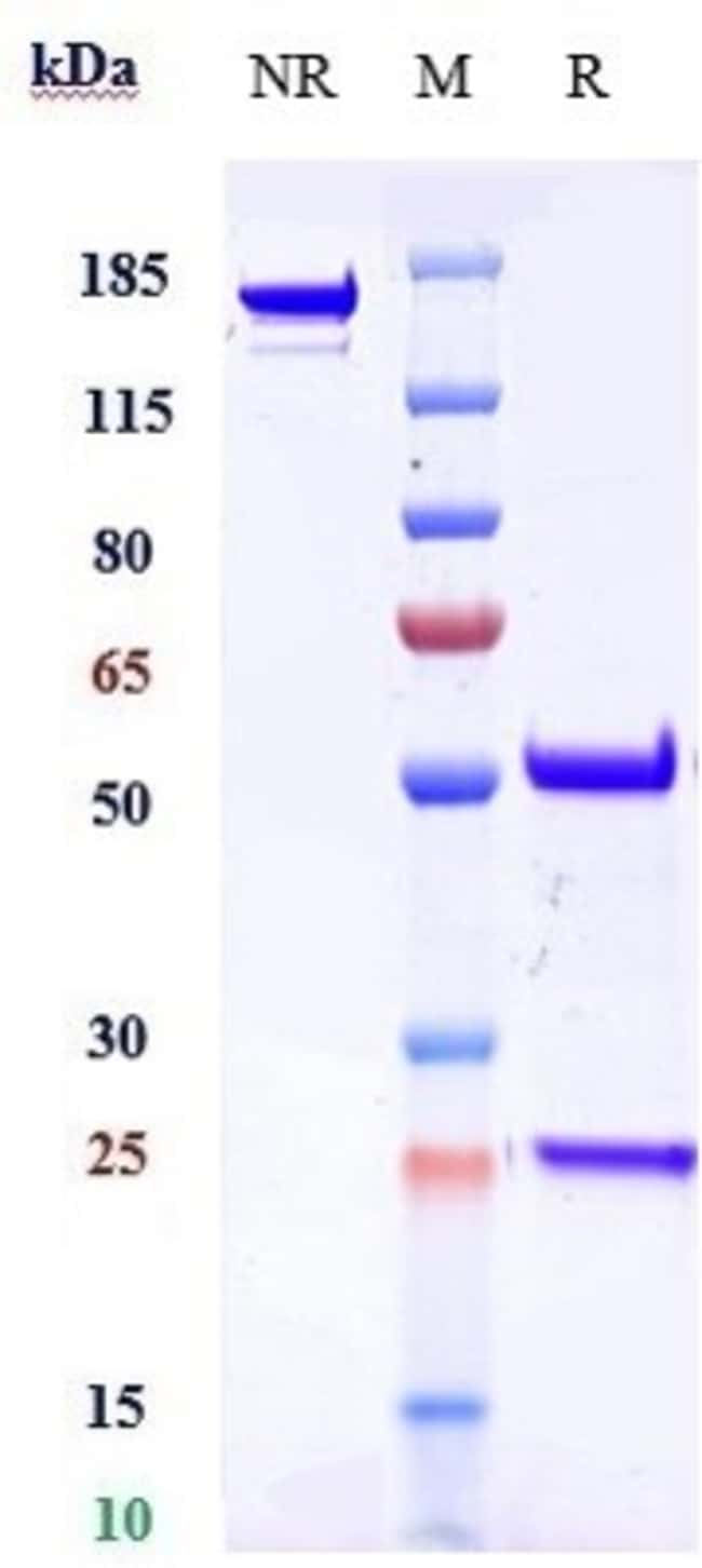 DYSADHERIN BIOSIMILAR RMAB 1 MG