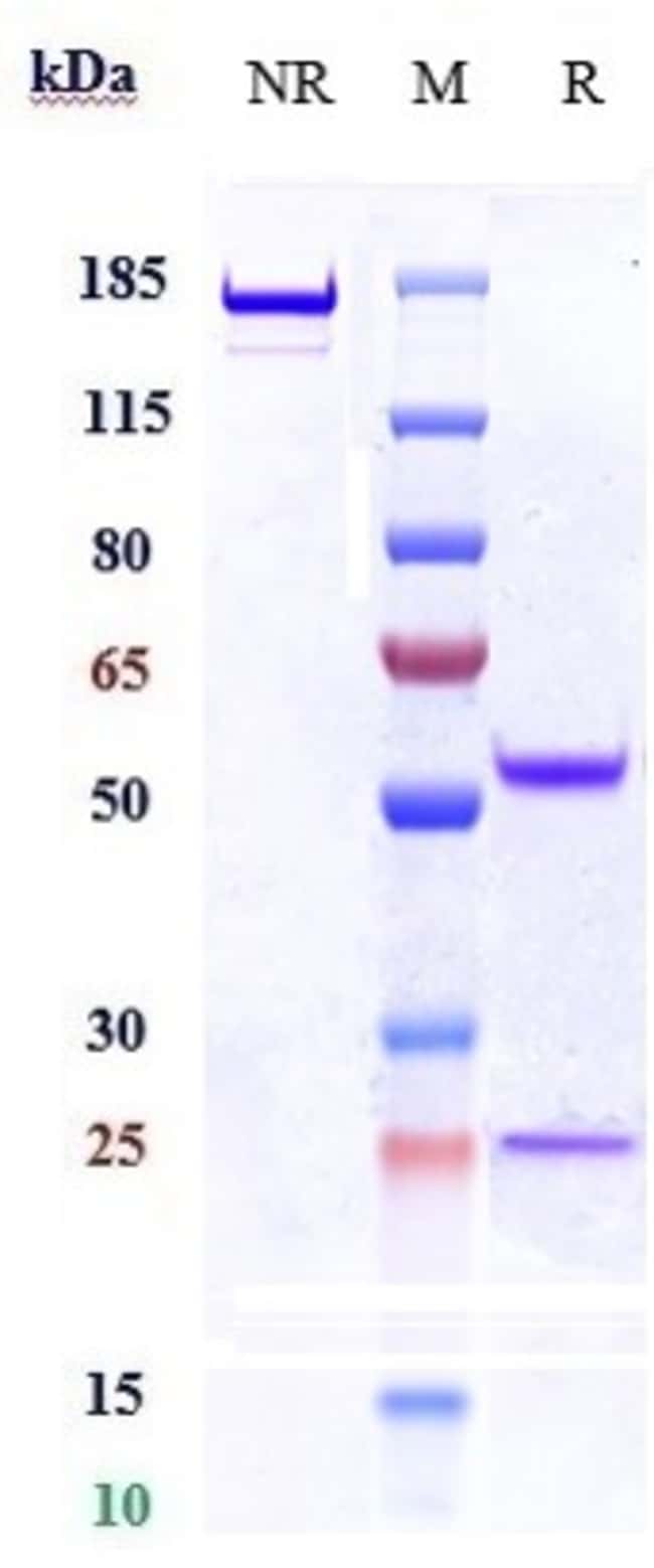 RET BIOSIMILAR RMAB 1 MG
