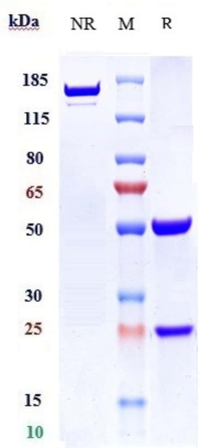 CANTUZUMAB RMAB 1 MG