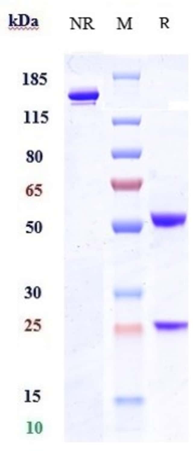 TAMRINTAMAB RMAB 1 MG