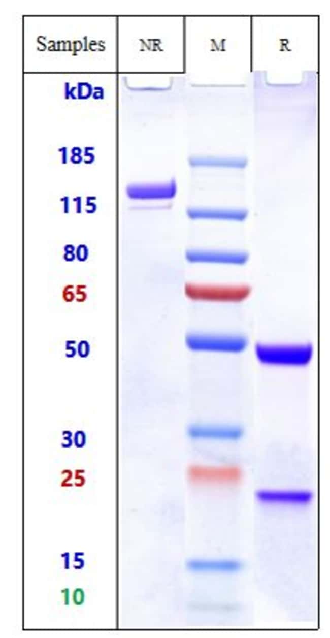 BIVATUZUMAB RMAB 1 MG