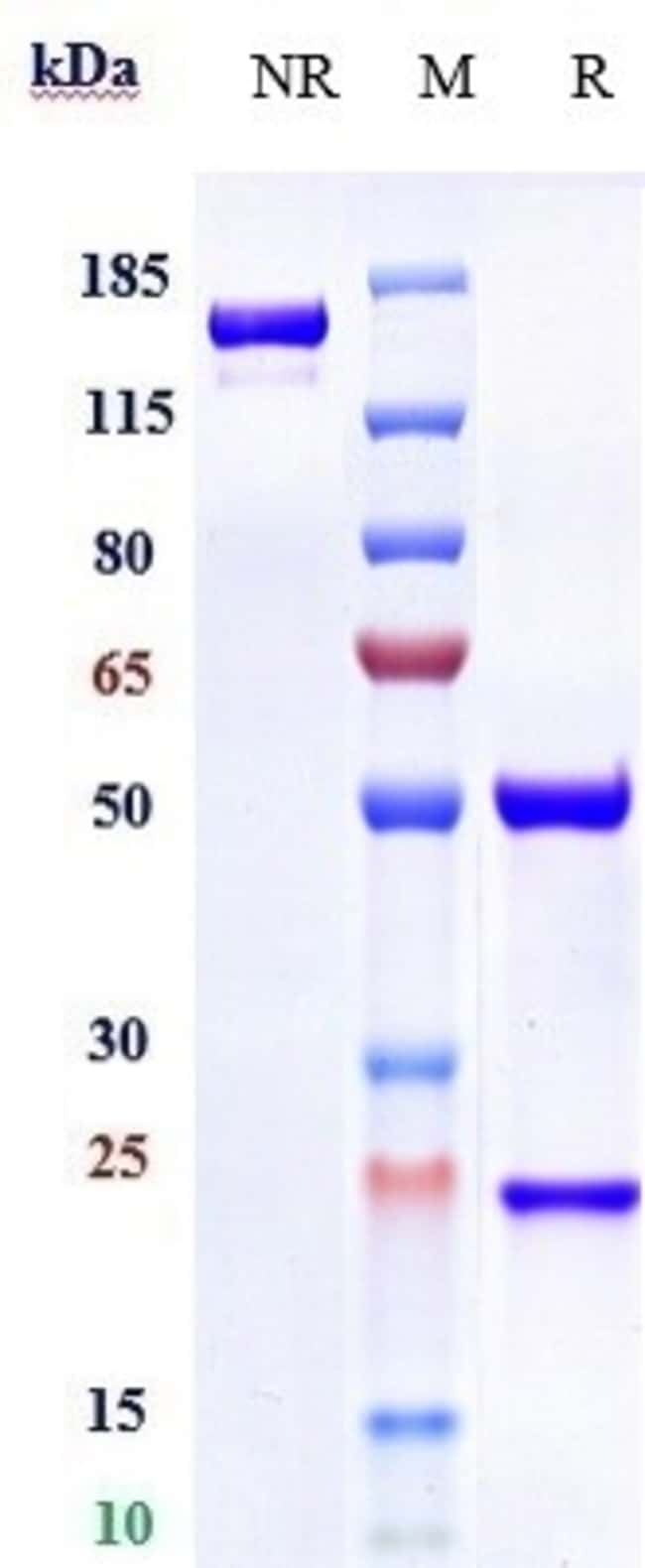 GLYPICAN 1 BIOSIMILAR RMAB 1 MG