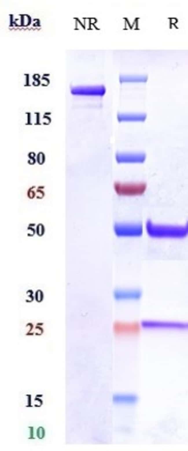 ITGA11 BIOSIMILAR RMAB 1 MG