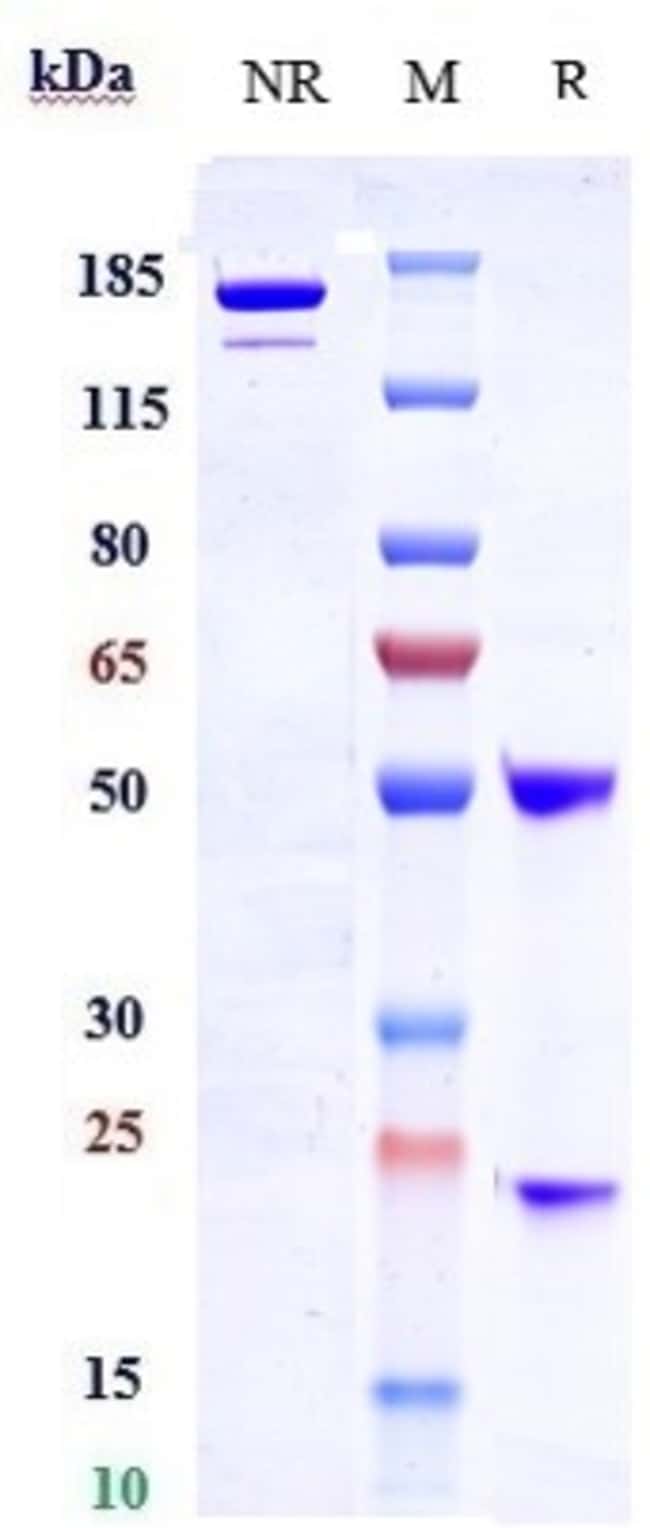 SAMROTAMAB RMAB 1 MG