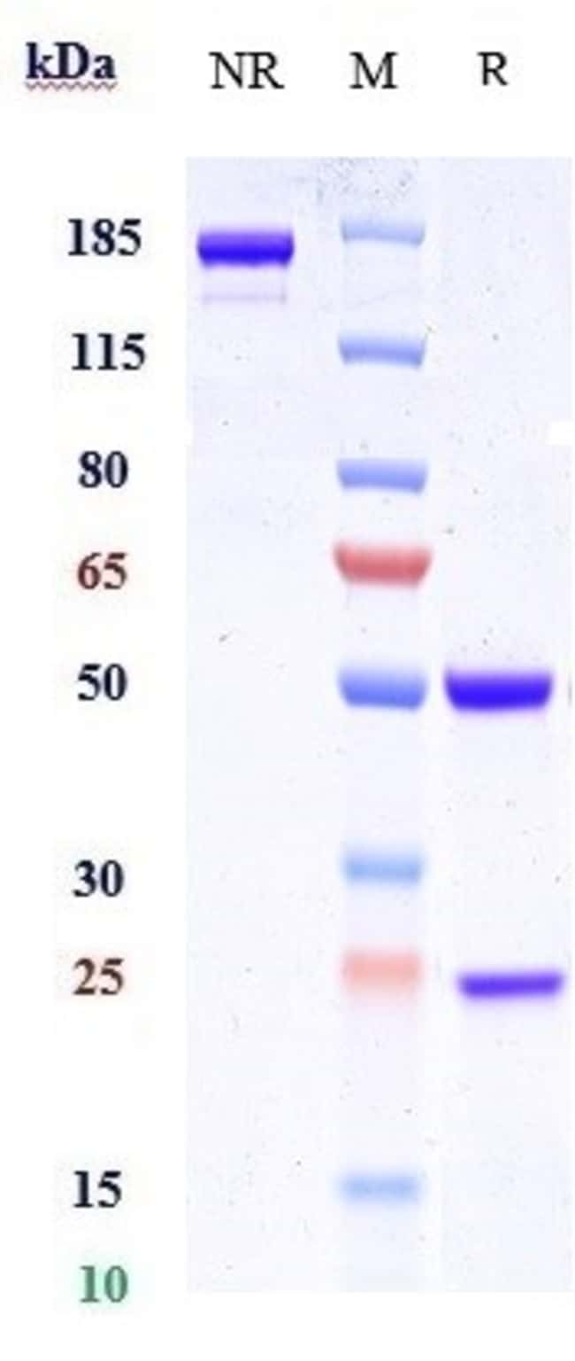LAMP1 (CD107A) BIOSIMILAR RMAB 100 UG