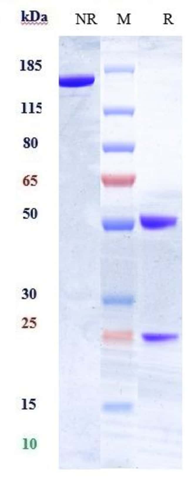 HLA-DR BIOSIMILAR RMAB 1 MG