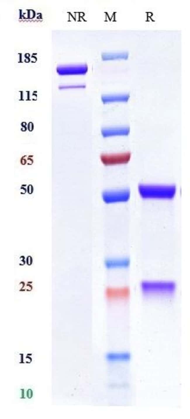 TRALOKINUMAB RMAB 1 MG