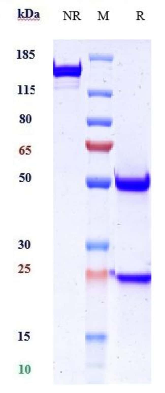 DESMOGLEIN 3 BIOSIMILAR RMAB 1 MG