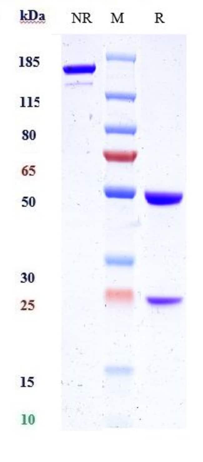 KALLIKREIN 2 BIOSIMILAR RMAB 1 MG
