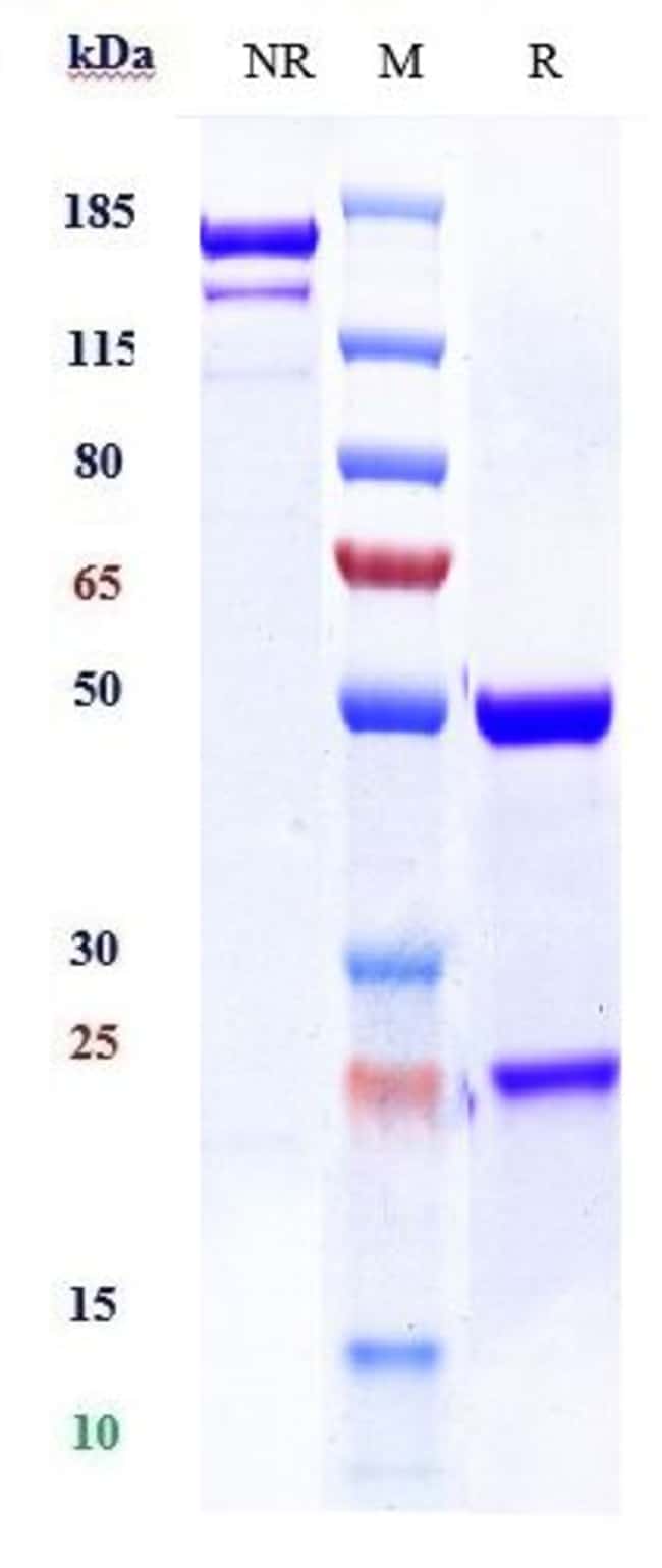 CD59 BIOSIMILAR RMAB 1 MG