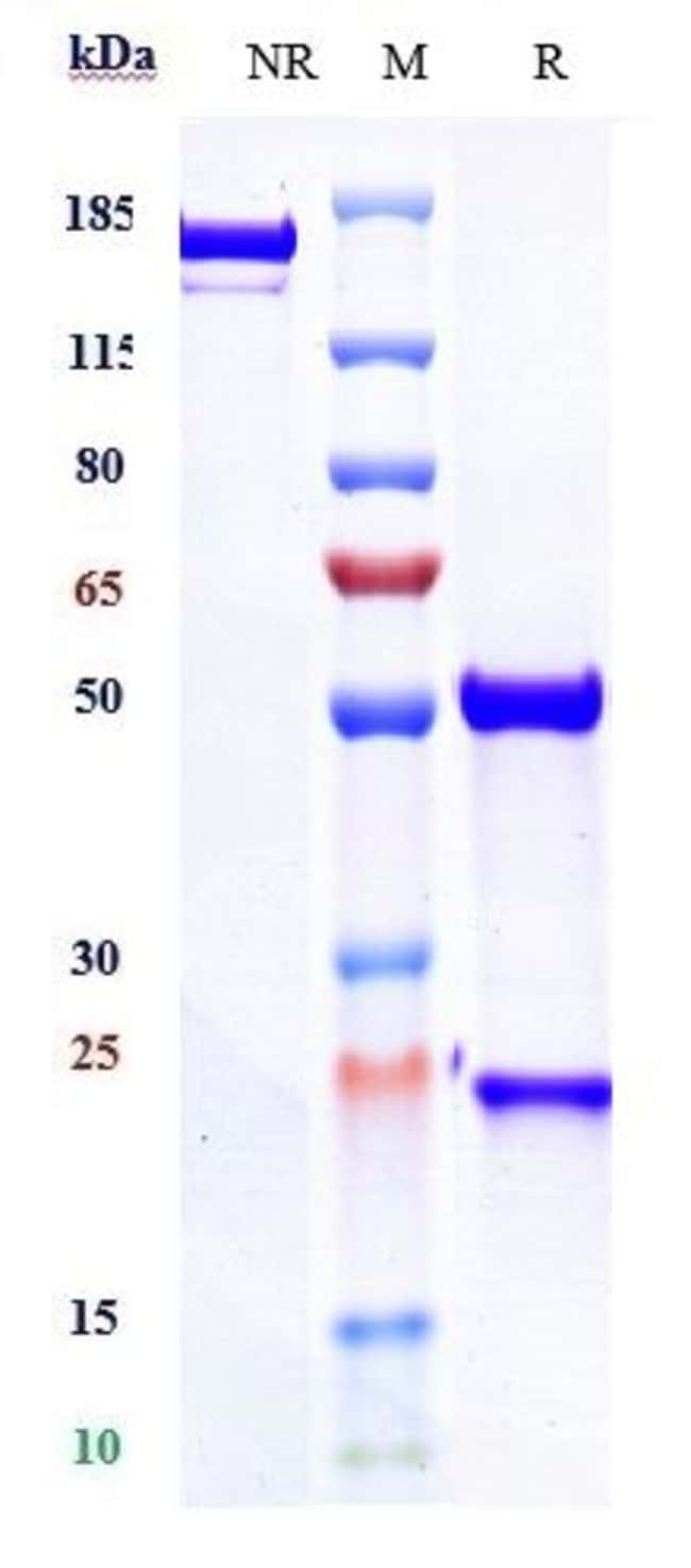 TEPLIZUMAB RMAB 1 MG