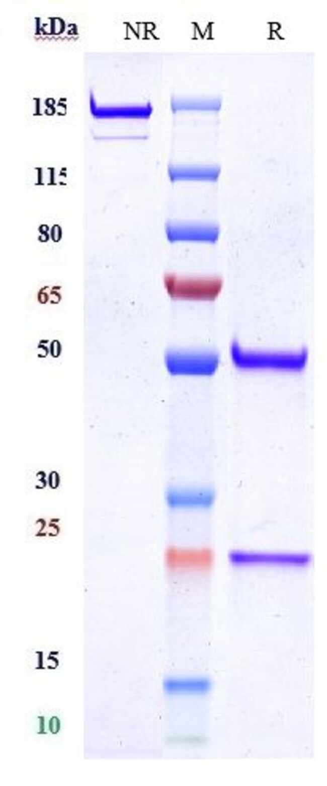 MUSK BIOSIMILAR RMAB 1 MG