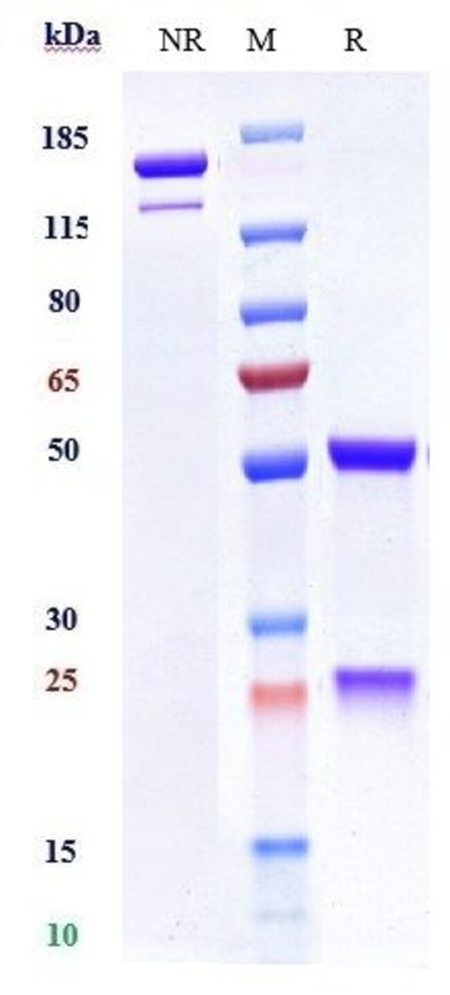 MICA BIOSIMILAR RMAB 1 MG