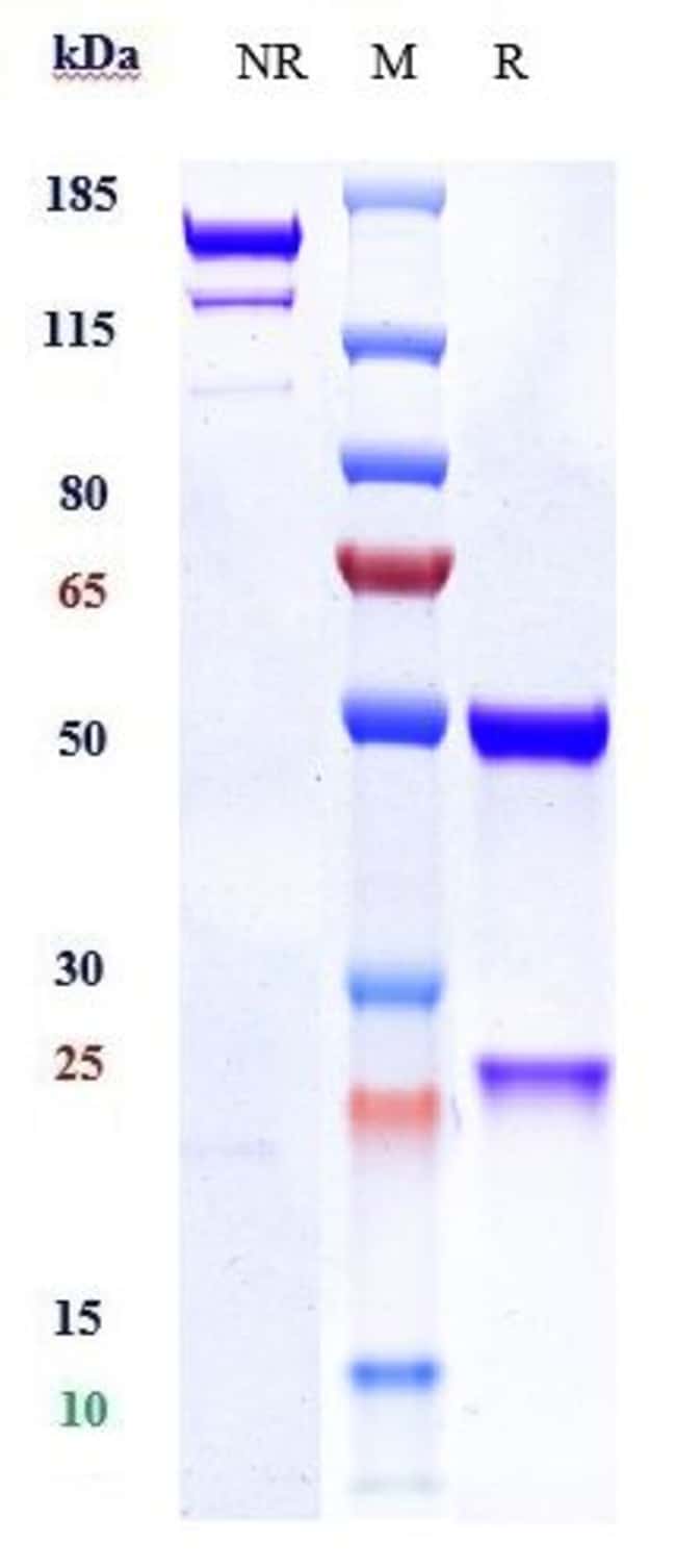 PAR2 BIOSIMILAR RMAB 1 MG