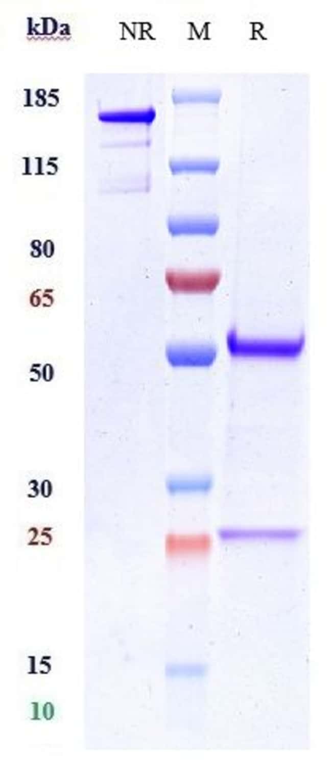 CDH11 BIOSIMILAR RMAB 1 MG