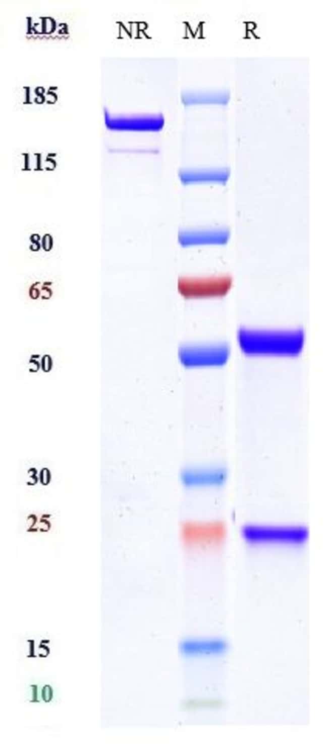 SCN11A BIOSIMILAR RMAB 1 MG