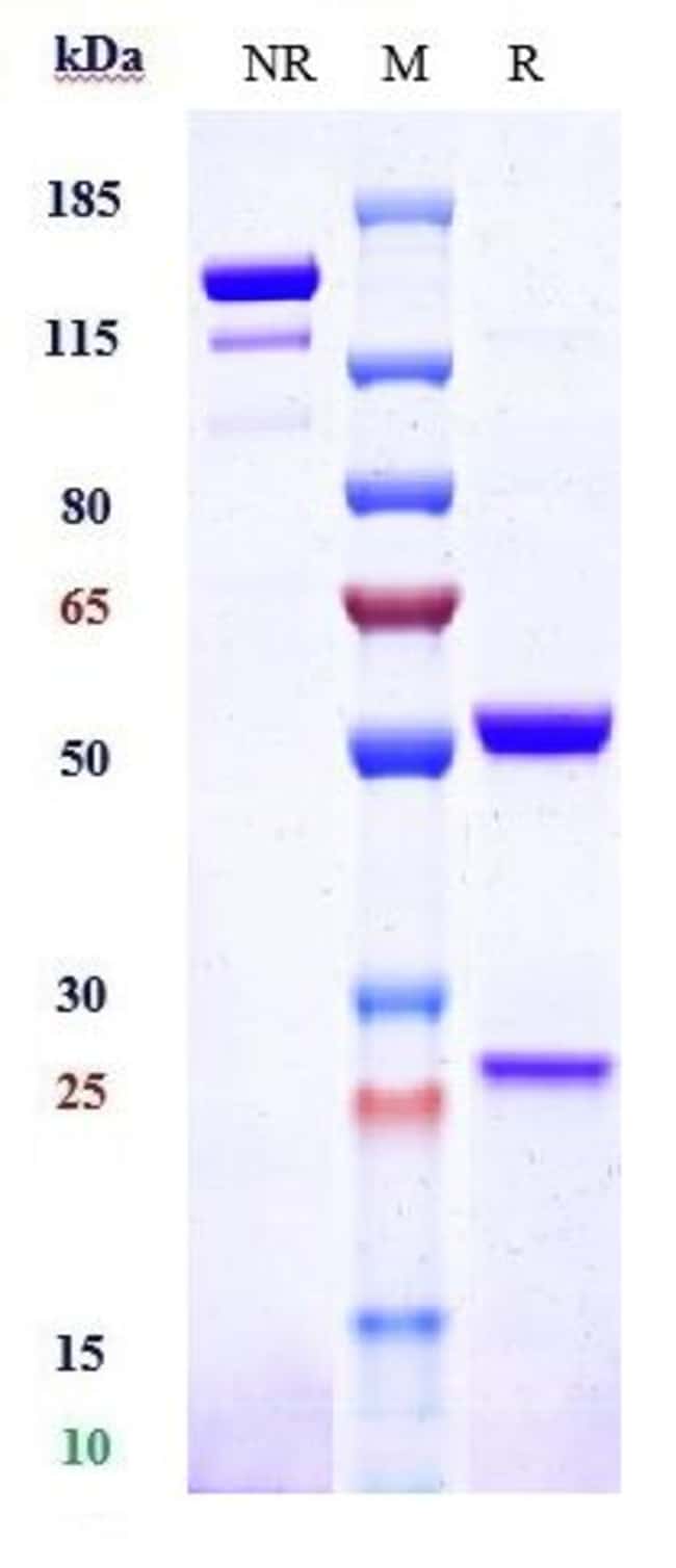 LINTUZUMAB RMAB 1 MG
