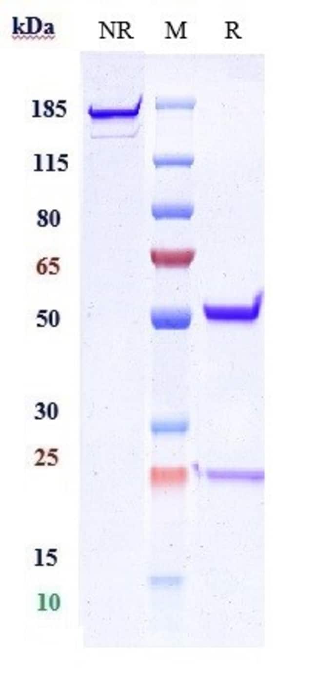 ABRILUMAB RMAB 1 MG