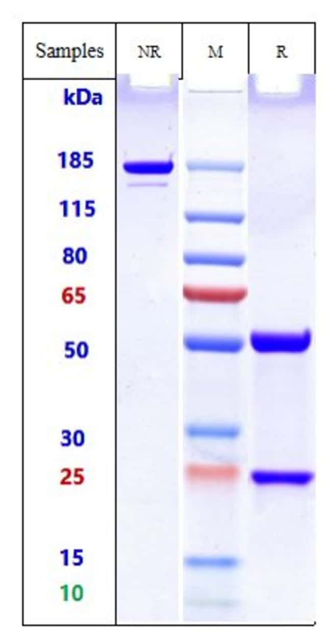 BIRTAMIMAB RMAB 1 MG