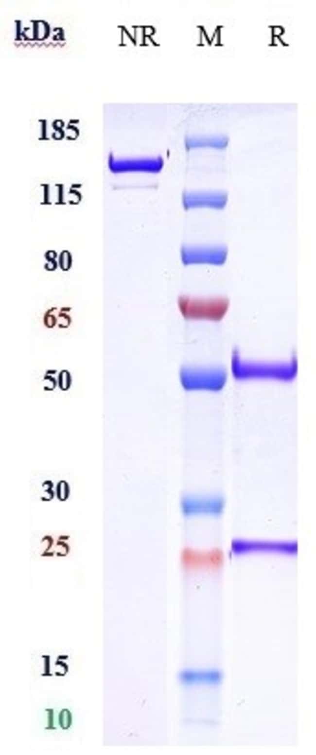 CRENEZUMAB RMAB 1 MG