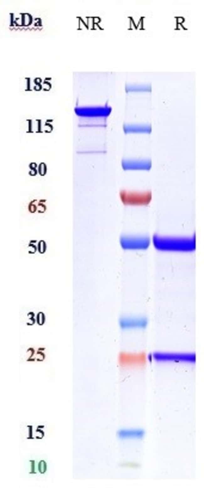 ACVR2B BIOSIMILAR RMAB 1 MG
