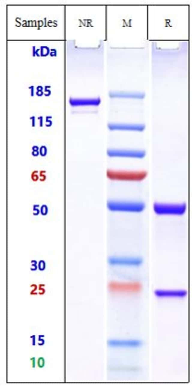 ACTOXUMAB RMAB 1 MG