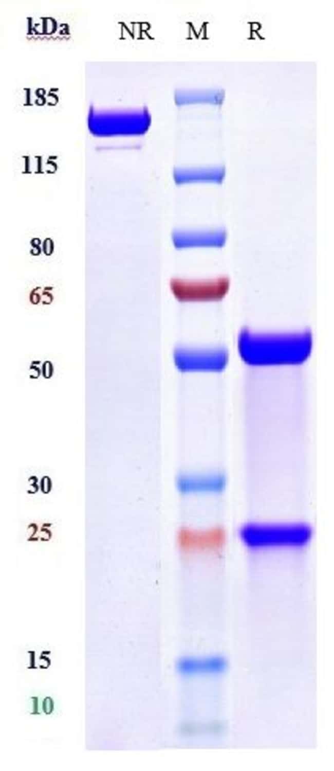 ANGIOPOIETIN 2 BIOSIMILAR RMAB 100 UG