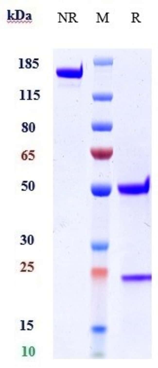 ASTEGOLIMAB RMAB 1 MG