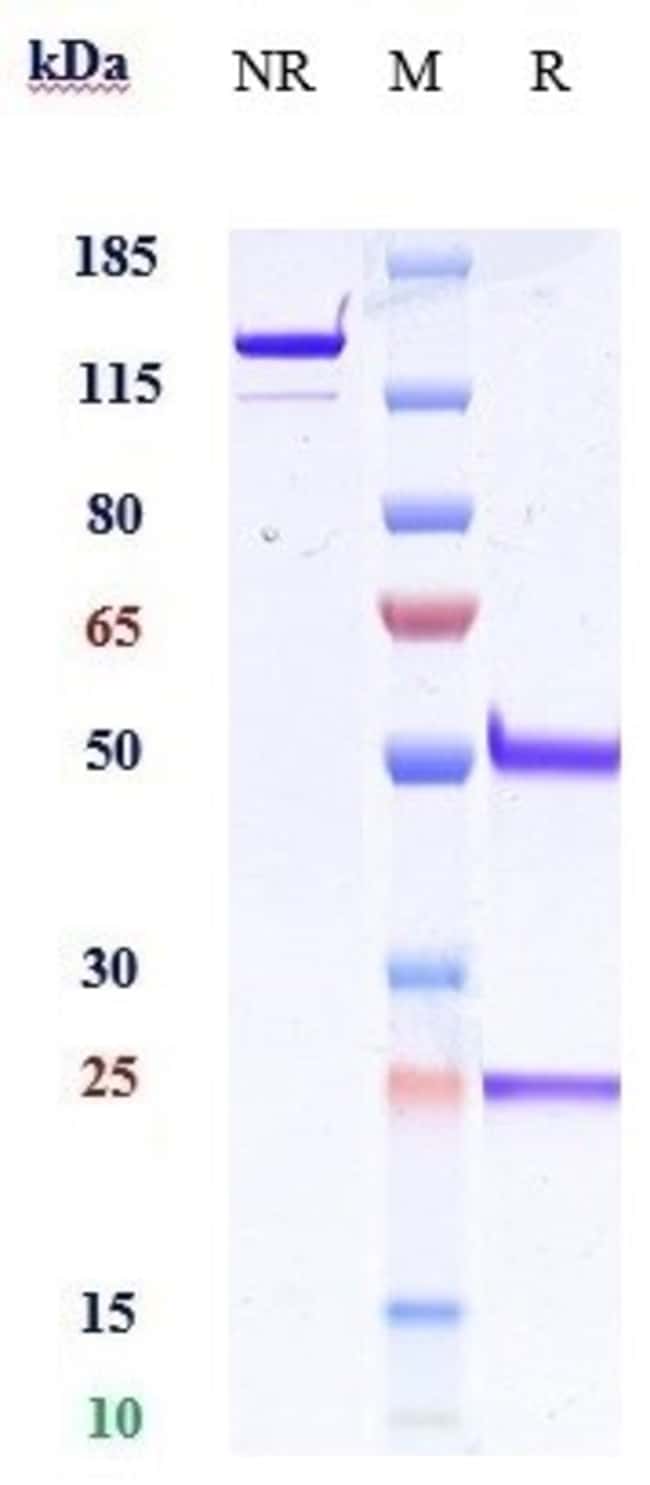 IFNA13 BIOSIMILAR RMAB 1 MG