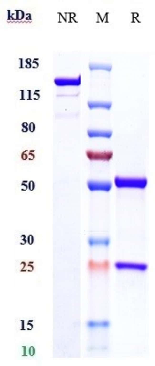 BEFOVACIMAB RMAB 1 MG
