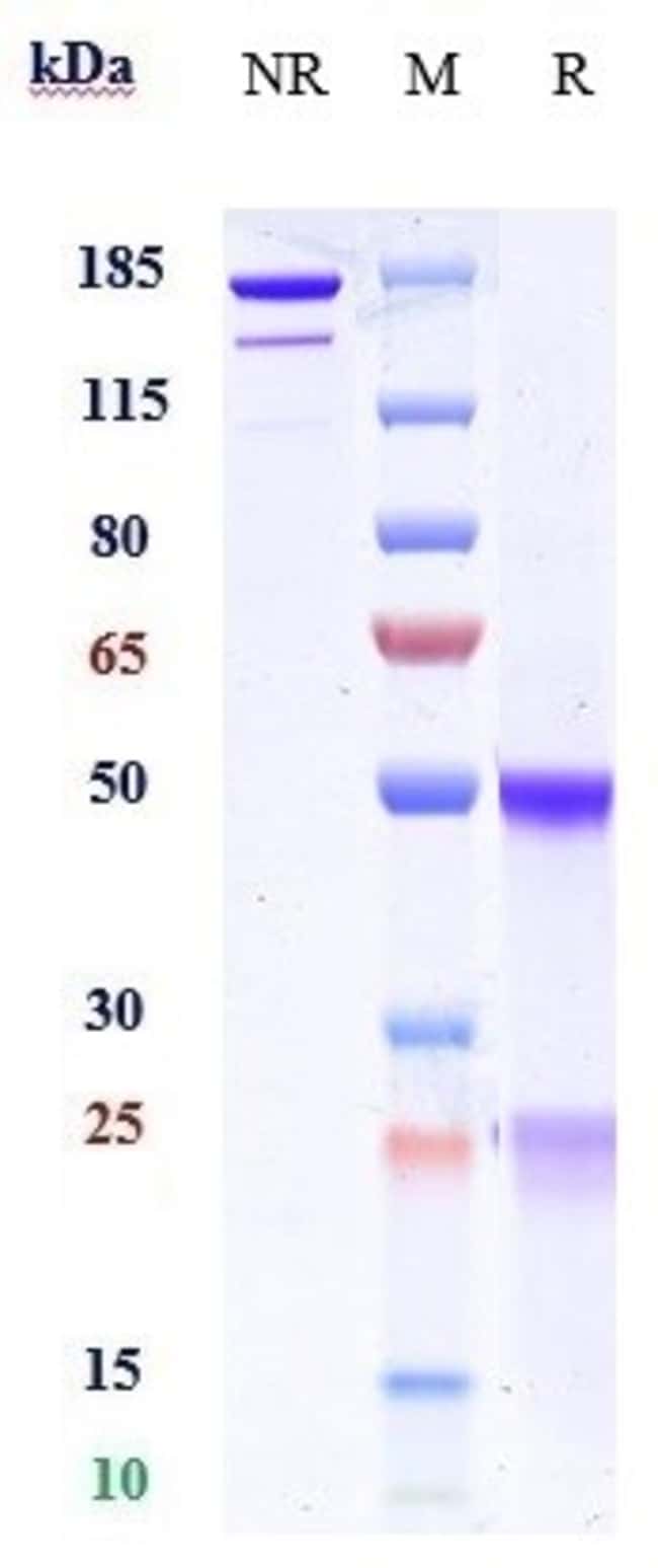 MANELIMAB RMAB 1 MG