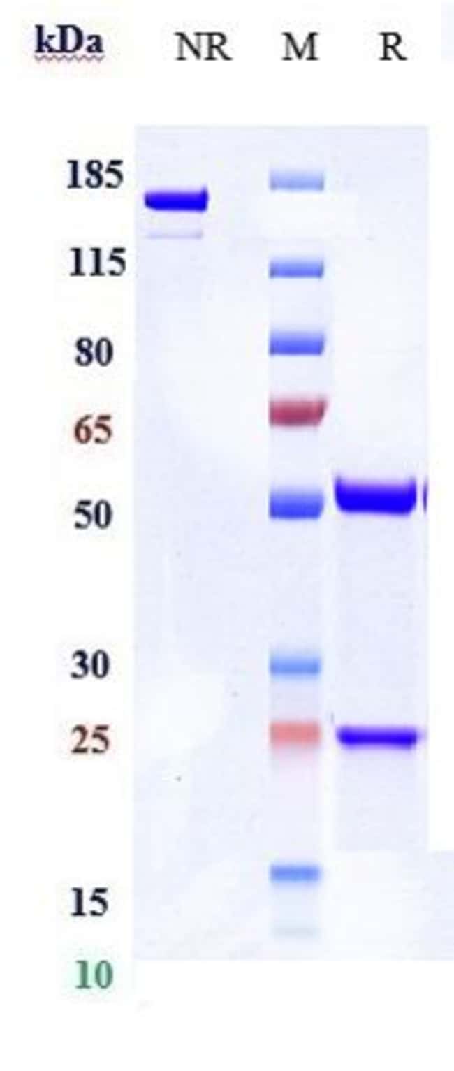 BEGELOMAB RMAB 1 MG
