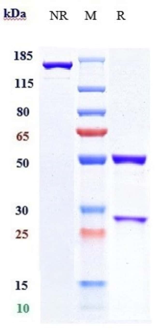 PACMILIMAB RMAB 1 MG