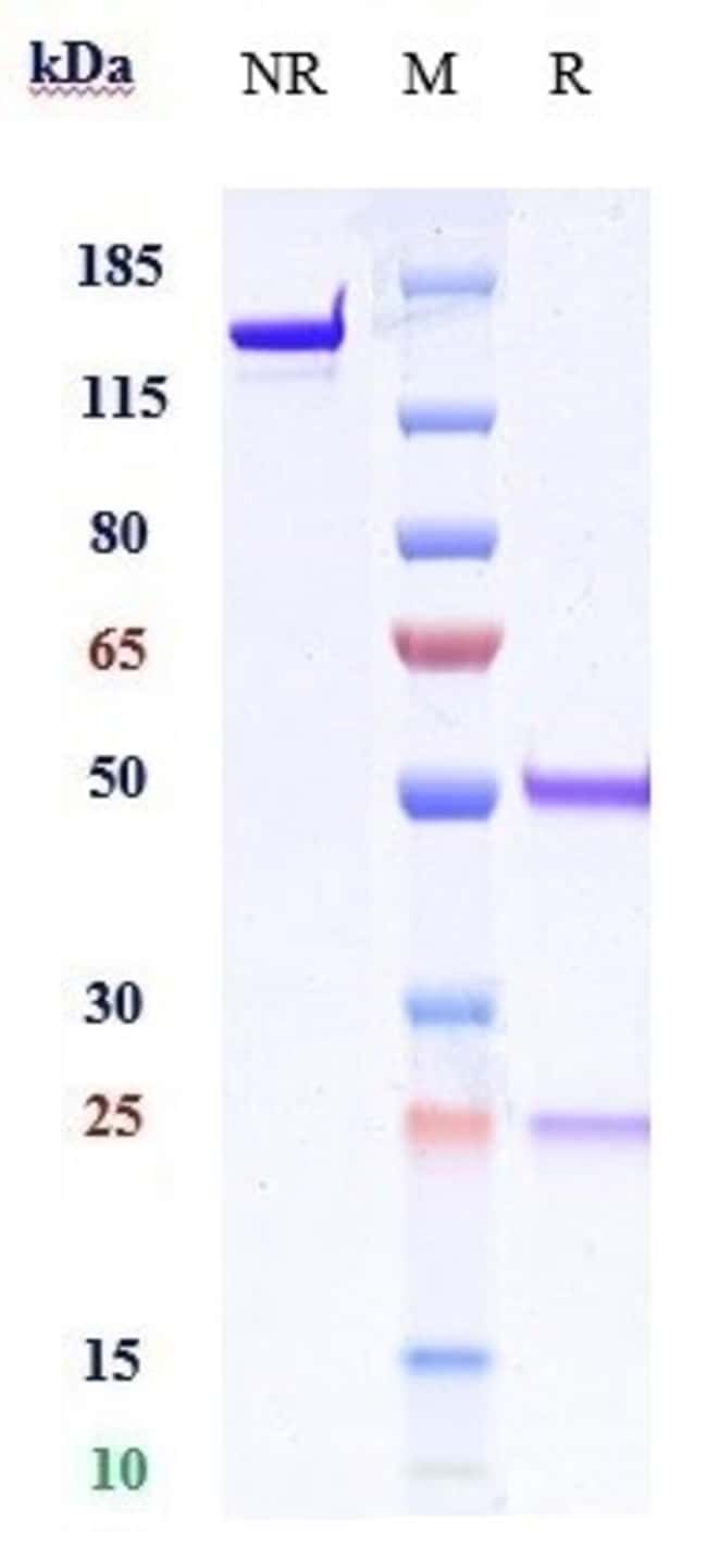 B7-H3 (CD276) BIOSIMILAR RMAB 1 MG