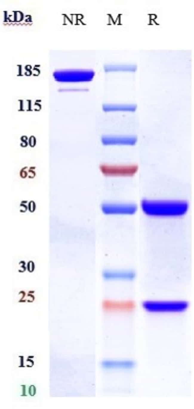 BOCOCIZUMAB RMAB 1 MG