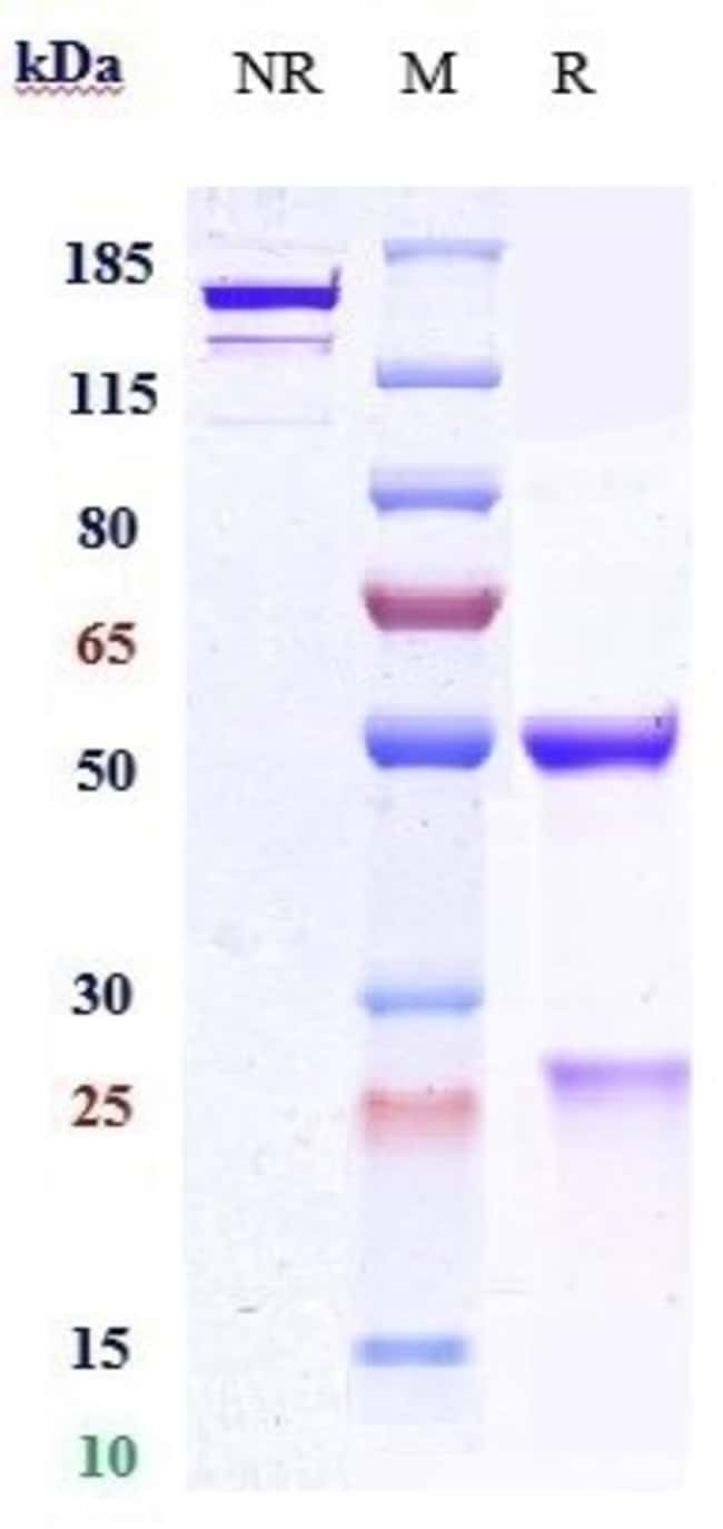 PCSK9 BIOSIMILAR RMAB 1 MG