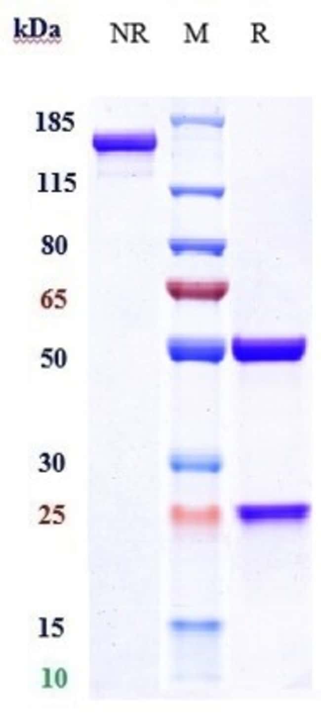 FREMANEZUMAB RMAB 1 MG