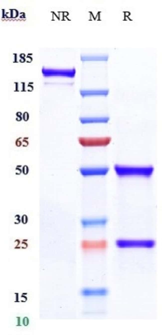 ABCB5 BIOSIMILAR RMAB 1 MG