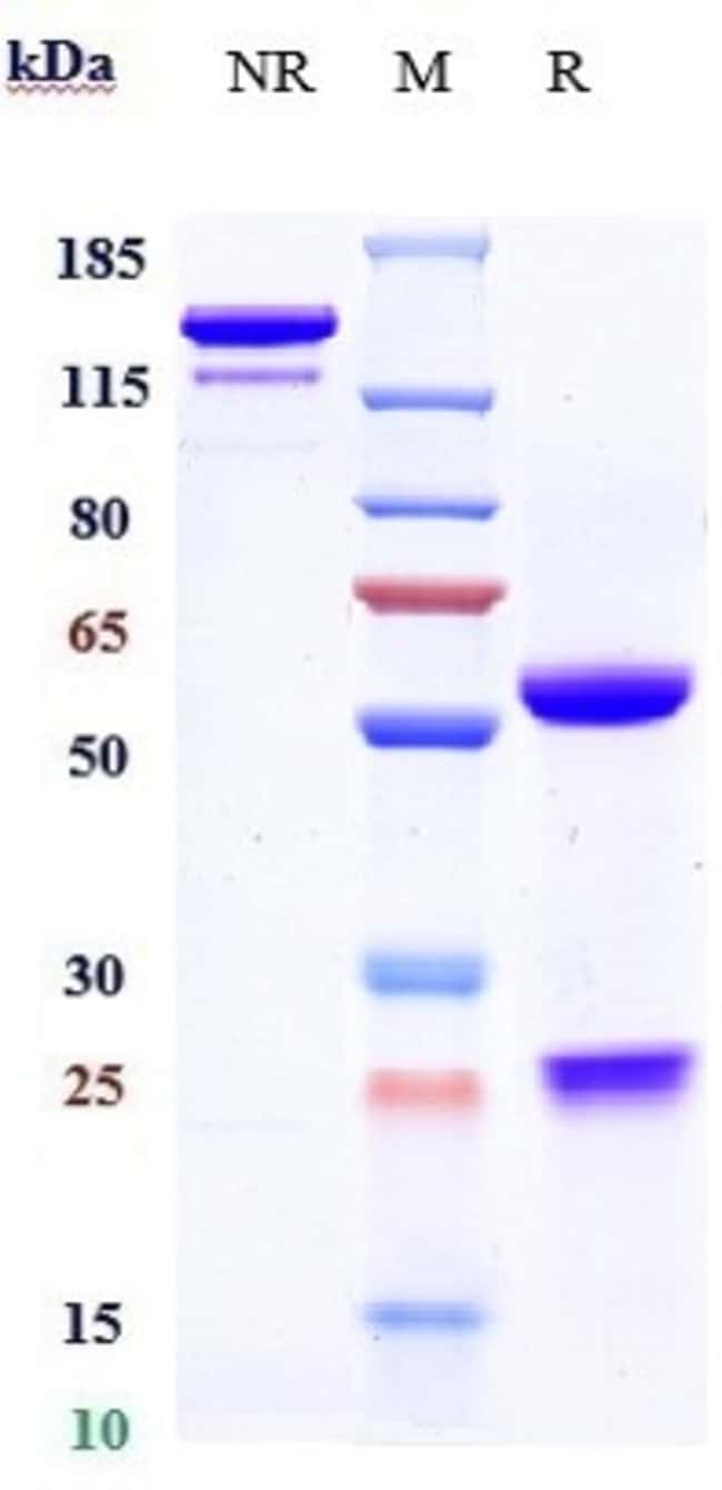 CCL5 (RANTES) BIOSIMILAR RMAB 1 MG