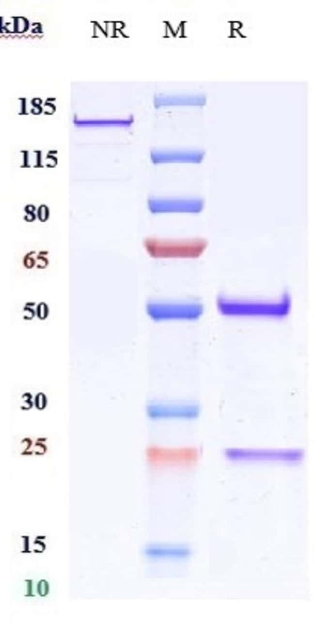 CD151 BIOSIMILAR RMAB 1 MG