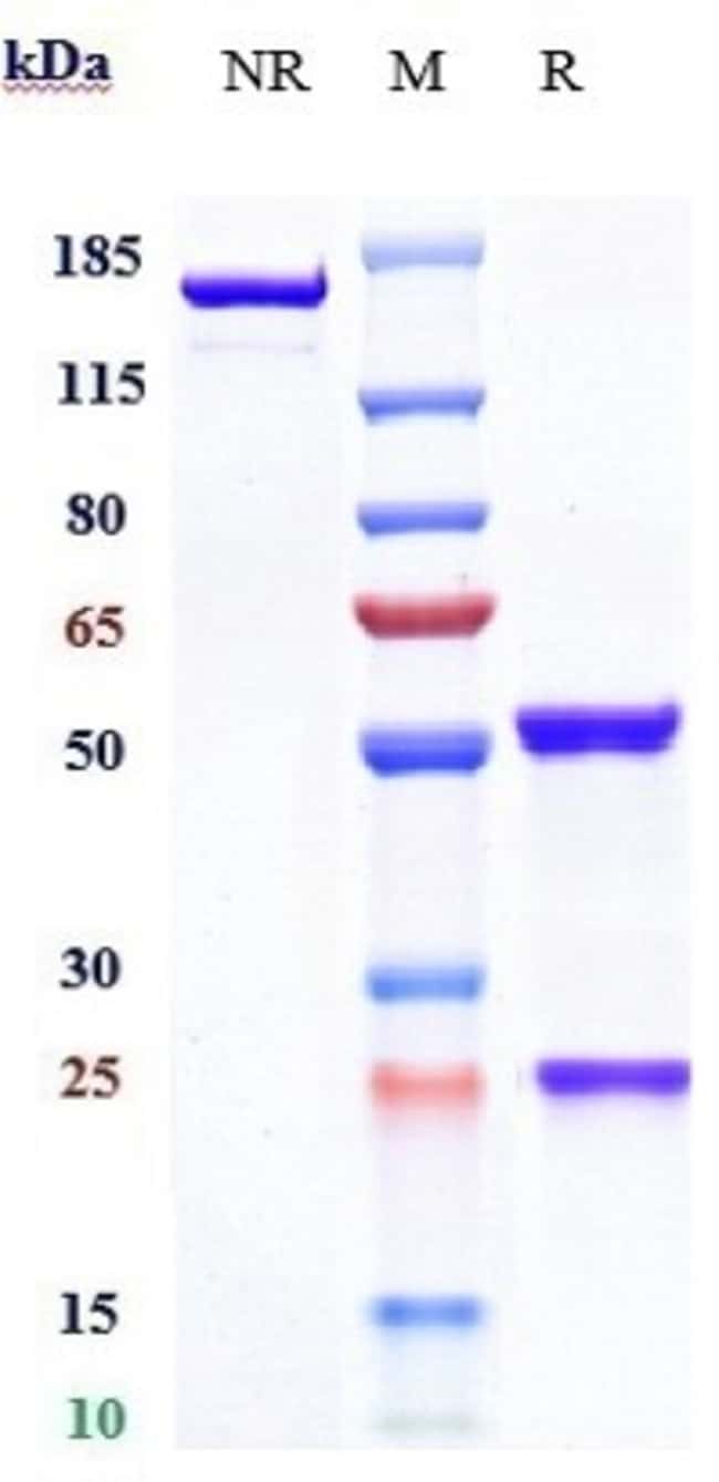 CD147 BIOSIMILAR RMAB 1 MG