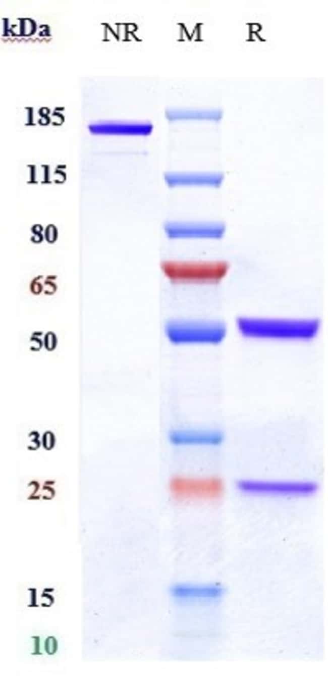 DENINTUZUMAB RMAB 1 MG
