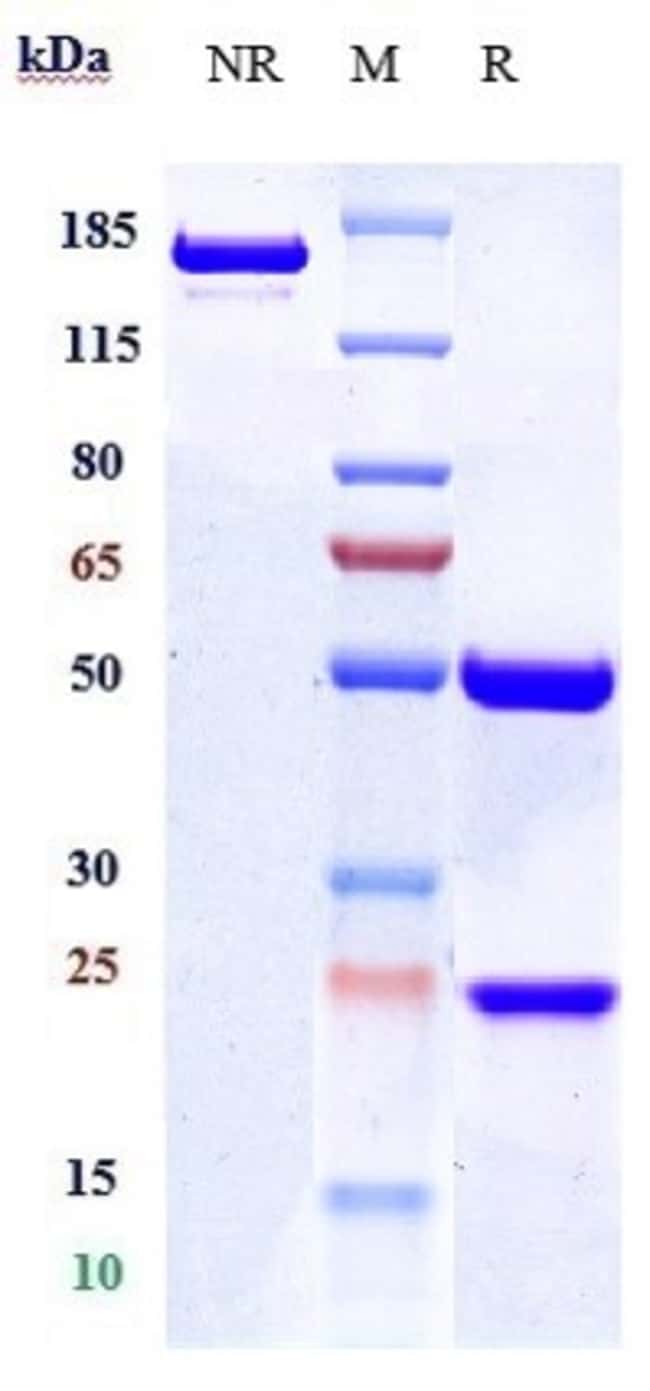 CD19 BIOSIMILAR RMAB 1 MG